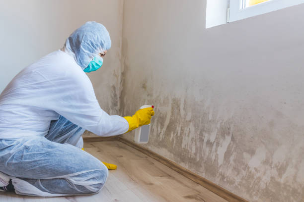 Licensed Basement Mold Remediation service in Pikesville, MD - Cheap Mold Removal