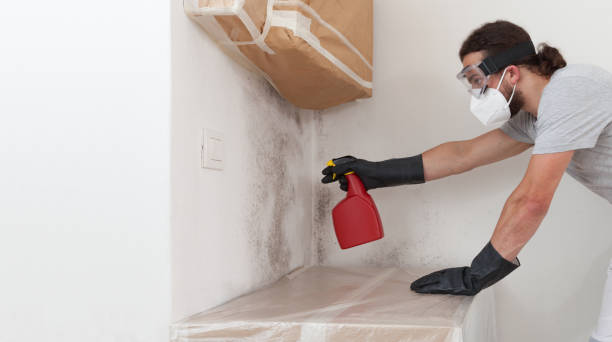 Professional Basement Mold Remediation technician working in Pikesville, MD